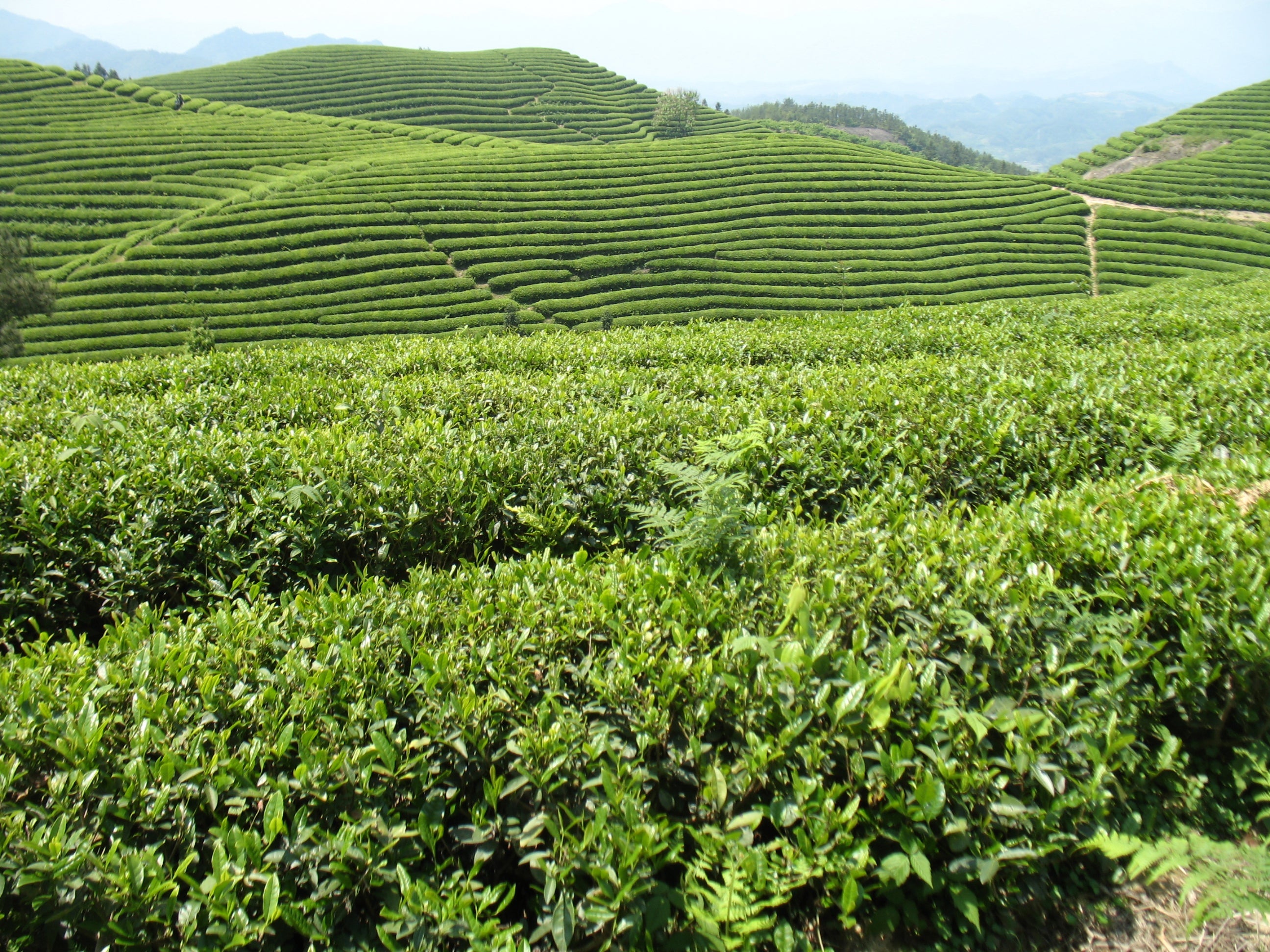 Loose Teas: 2021 Harvest